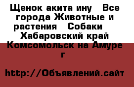 Щенок акита ину - Все города Животные и растения » Собаки   . Хабаровский край,Комсомольск-на-Амуре г.